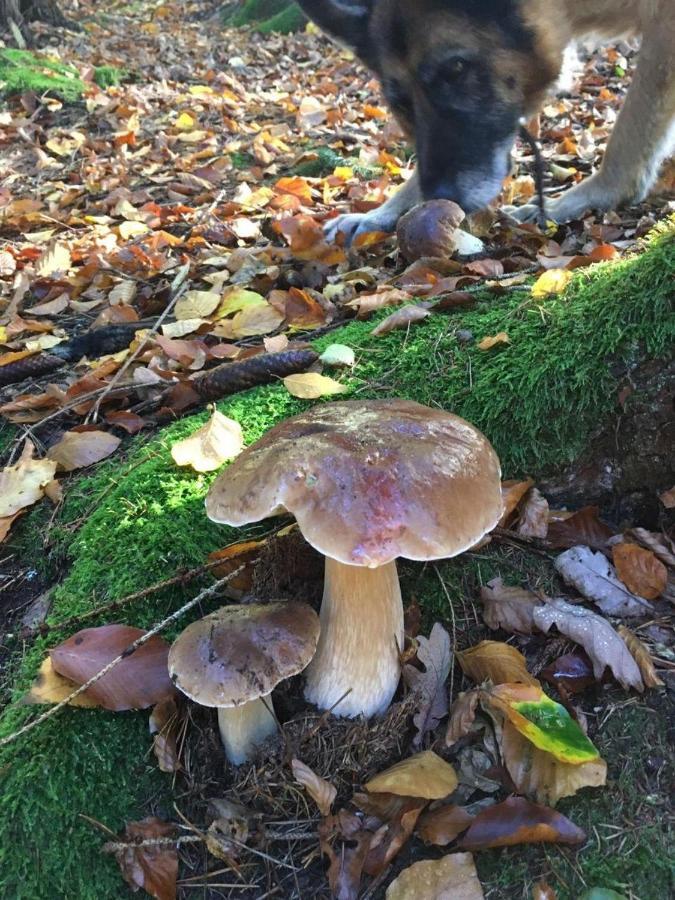 Waldnest Odenwald Wald-Michelbach Exterior foto