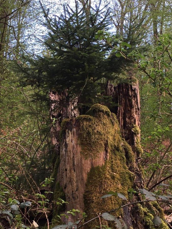 Waldnest Odenwald Wald-Michelbach Exterior foto